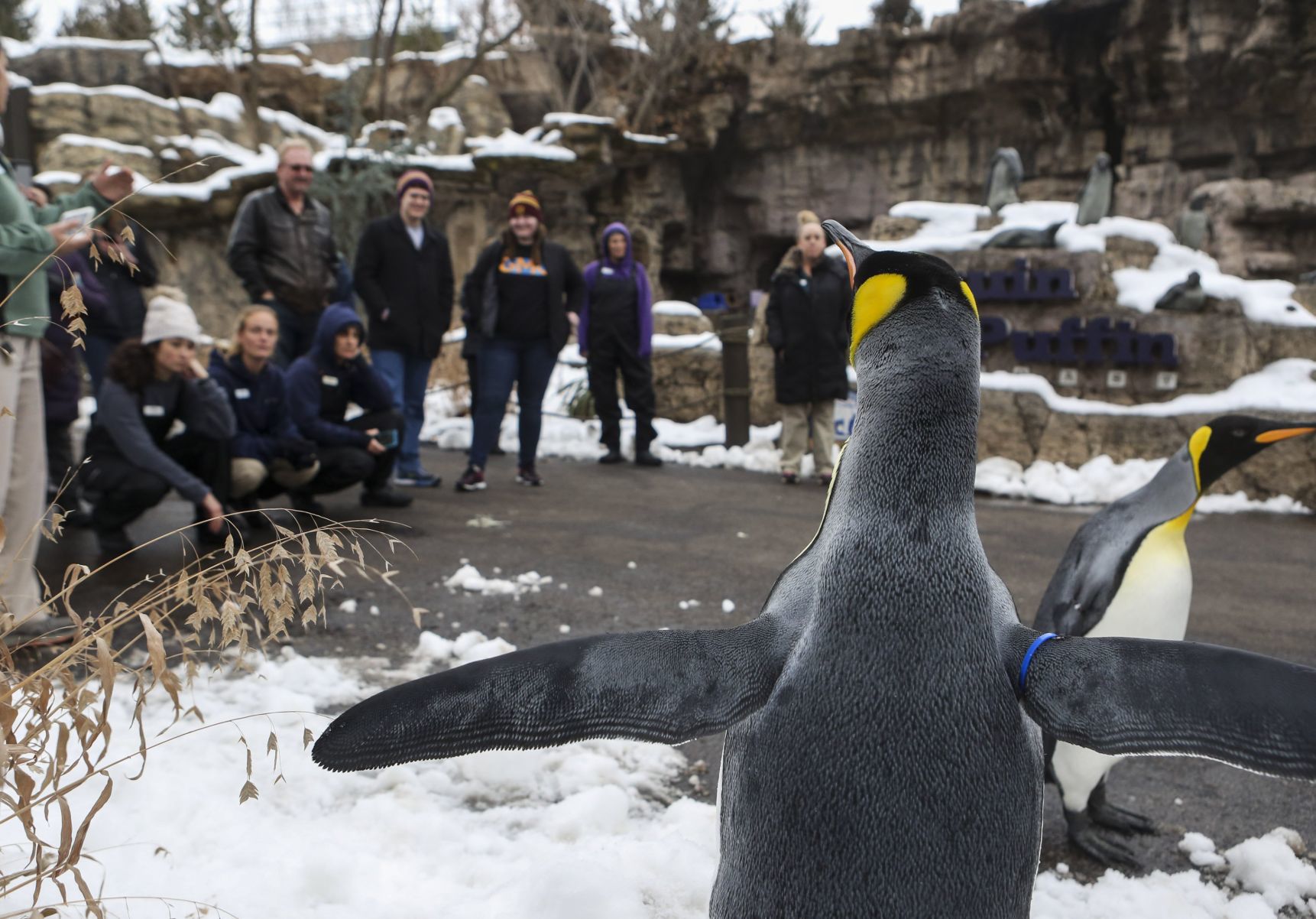 Penguin Pandemonium